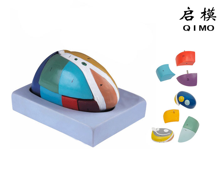 丘脑放大模型