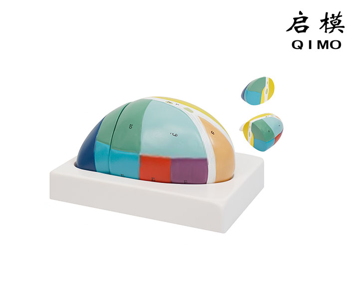 丘脑解剖放大模型（2部件）