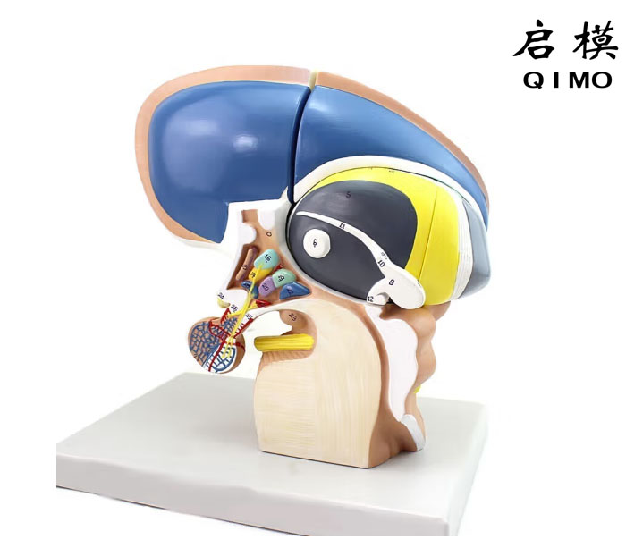 间脑直观模型