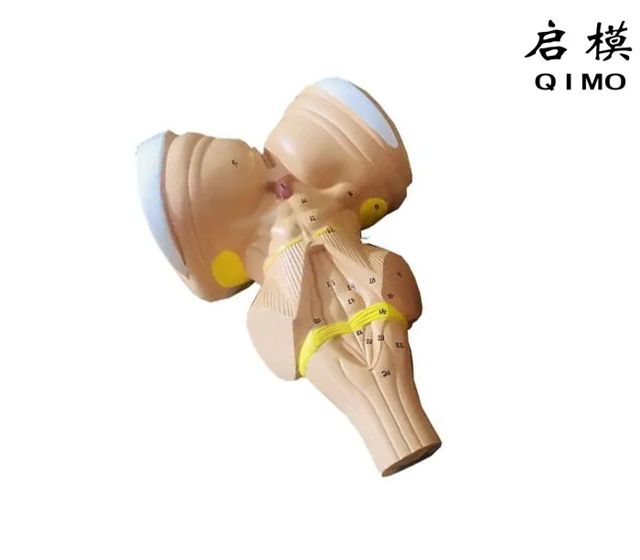 脑干放大模型（带数字标识）