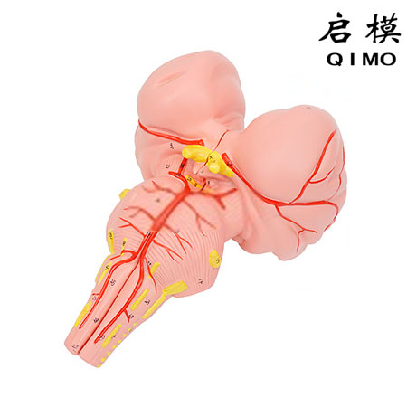 脑干矢状切面模型