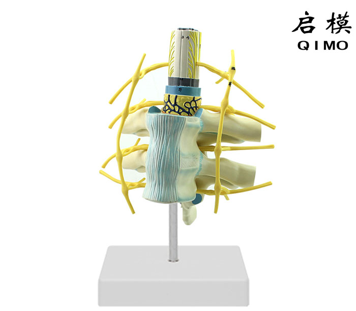 脊髓与椎骨关系模型