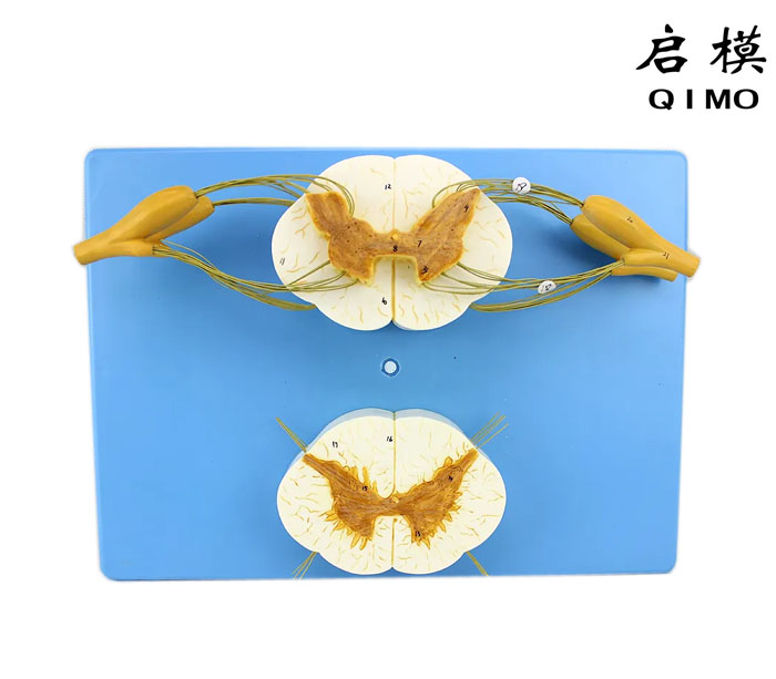 脊髓与脊神经分支放大模型