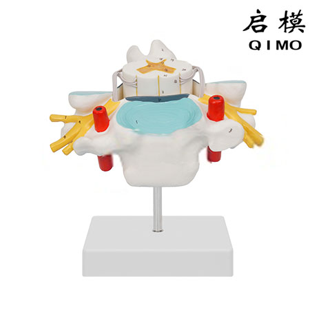 颈椎附脊髓和脊神经放大模型