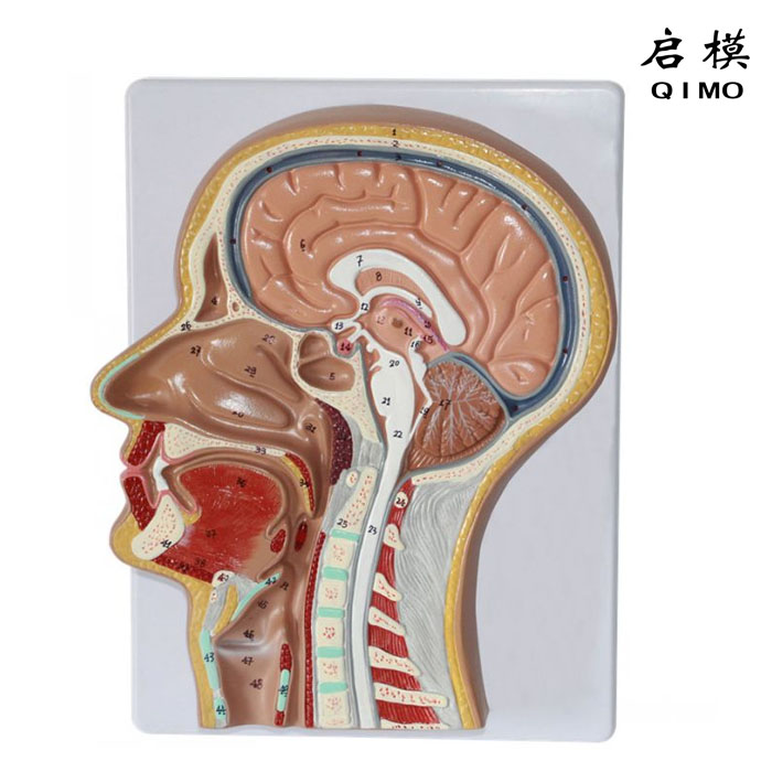 头部正中矢状切面模型