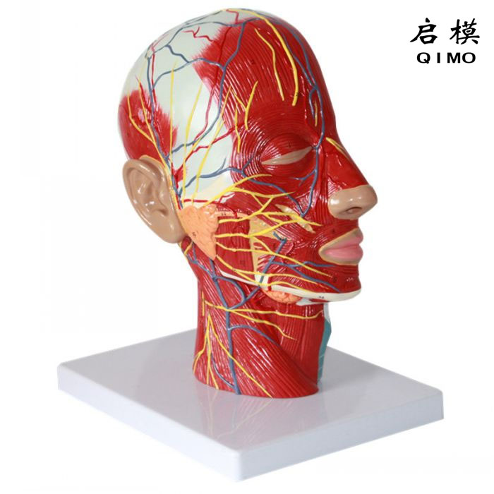 头部正中矢状切面附血管神经模型