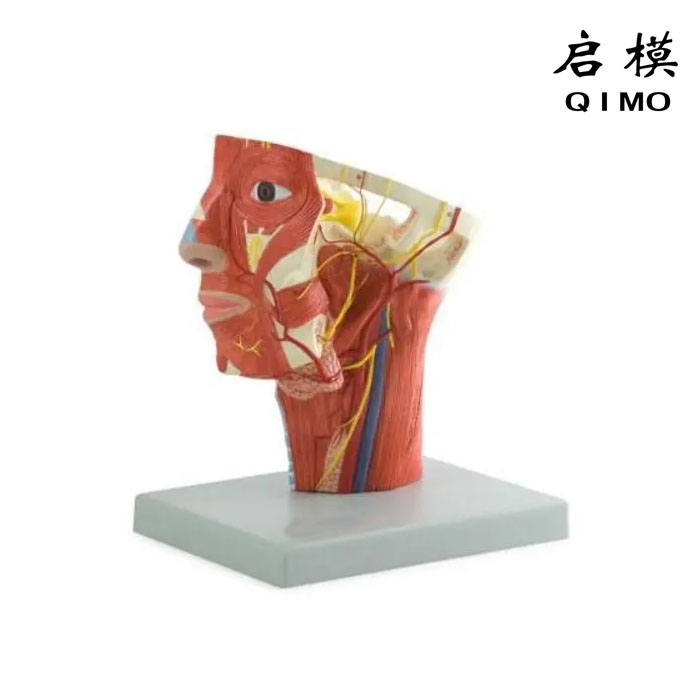 头颈部动脉模型