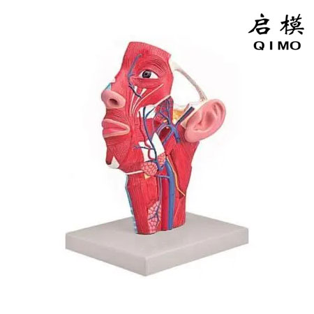 头颈部静脉模型