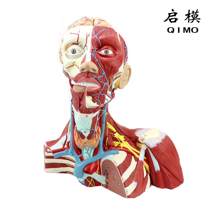 头颈部肌肉神经血管模型