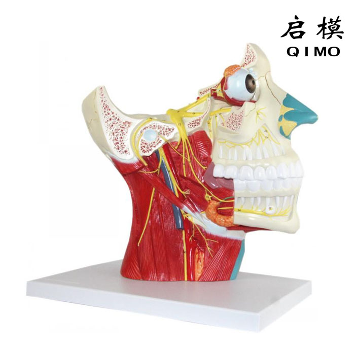 脑神经在头颈部分布模型（十二对脑神经）