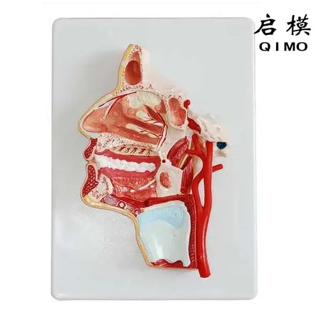 口、鼻、咽、喉内侧面血管神经模型