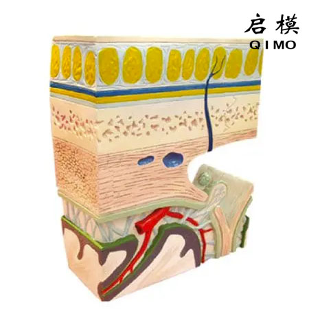 颅顶层次解剖模型