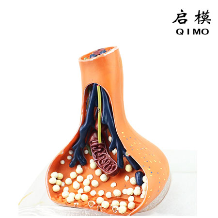 神经末梢突触放大模型
