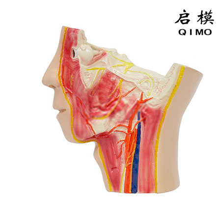 三叉神经及其分支模型