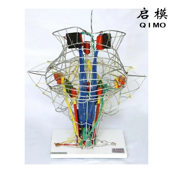 脑干脑神经核传导束