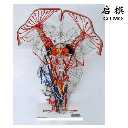 锥体系传导束模型