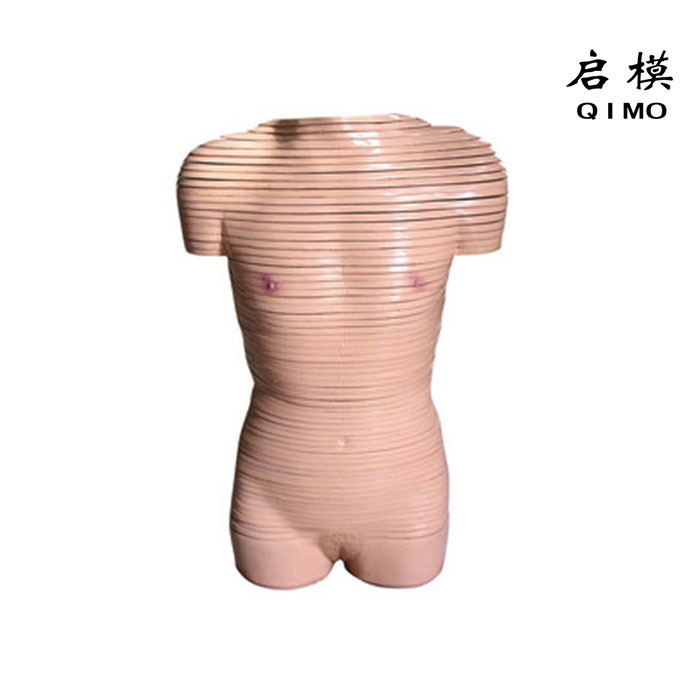 女性躯干横断断层解剖模型