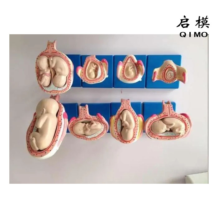 胎儿妊娠发育过程模型