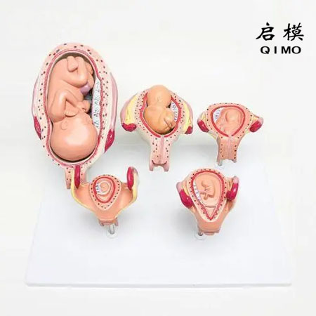 人体胚胎发育模型（5阶段）