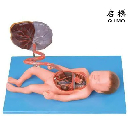 胎儿血液循环及胎盘模型