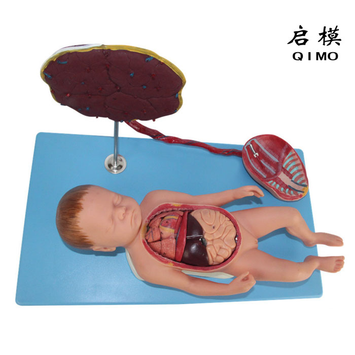 胎盘脐带与胎儿内脏模型