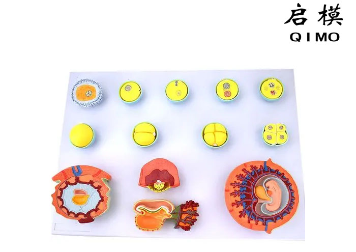 受精与初期胚胎发育过程模型