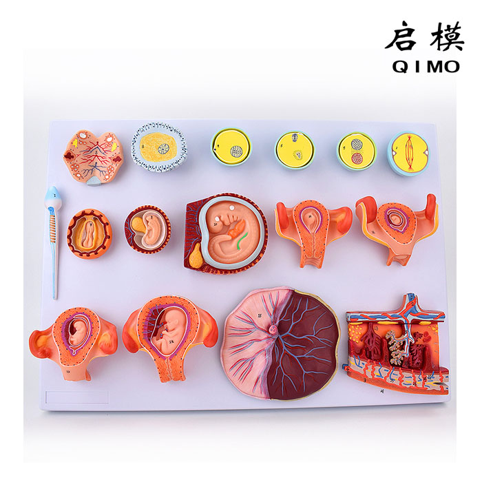 受精与早期胚胎发育过程模型