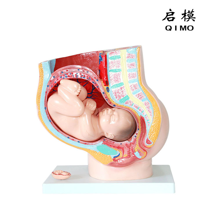 骨盆含妊娠九个月胎儿模型