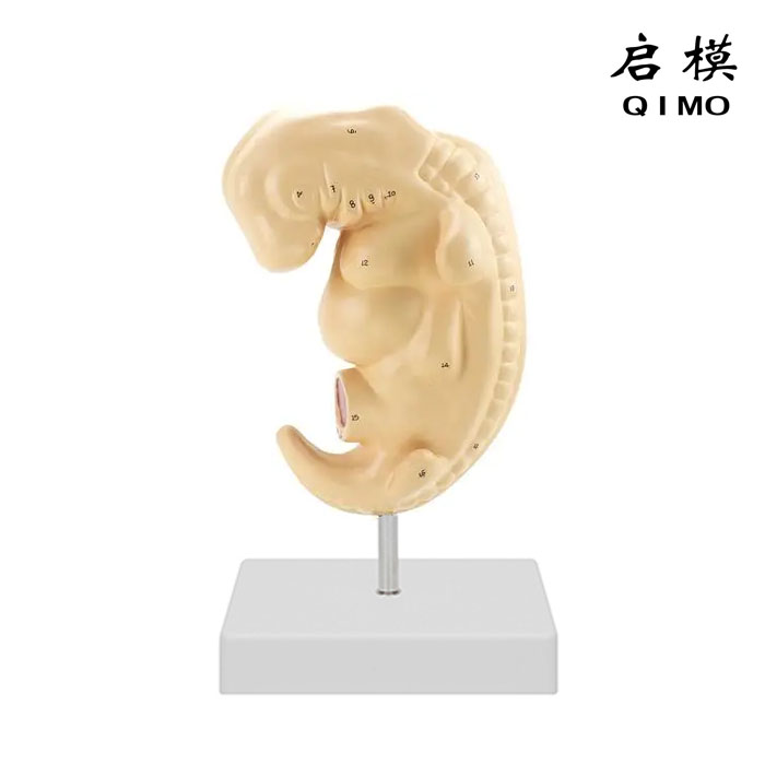 胚胎放大模型