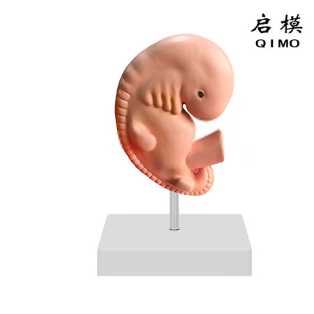 4周胚胎放大模型