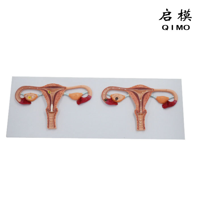 卵子受精过程放大模型
