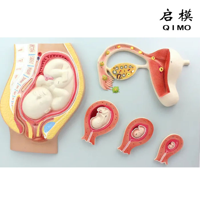 卵子受精与妊娠胚胎发育过程模型