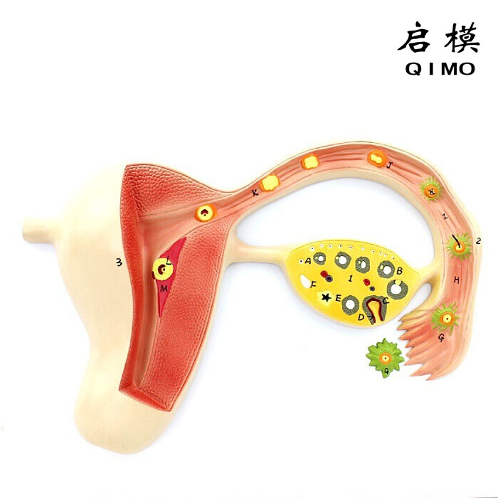 人体受精卵模型
