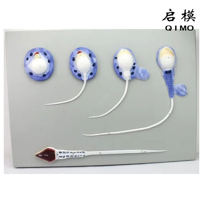 精子形成模型