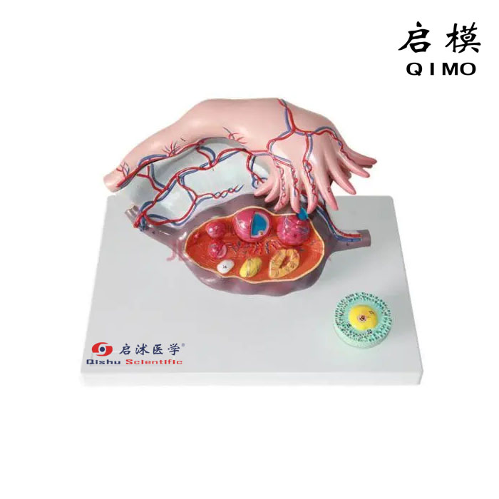卵巢解剖放大模型（3部件）