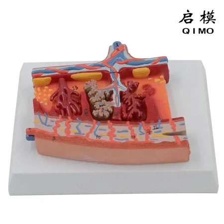 胎盘组织放大模型