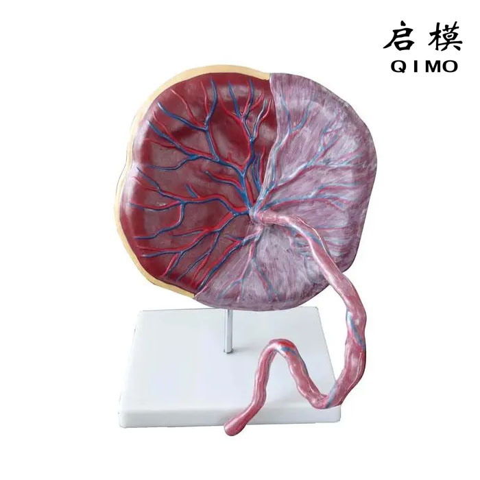 胎盘脐带模型