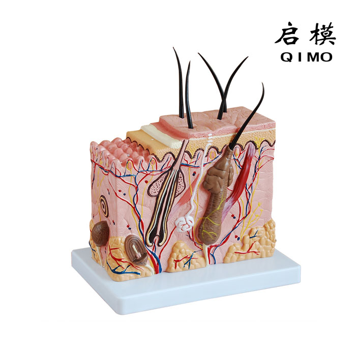 皮肤放大模型