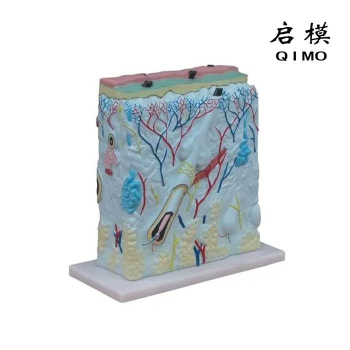 皮肤立体结构模型