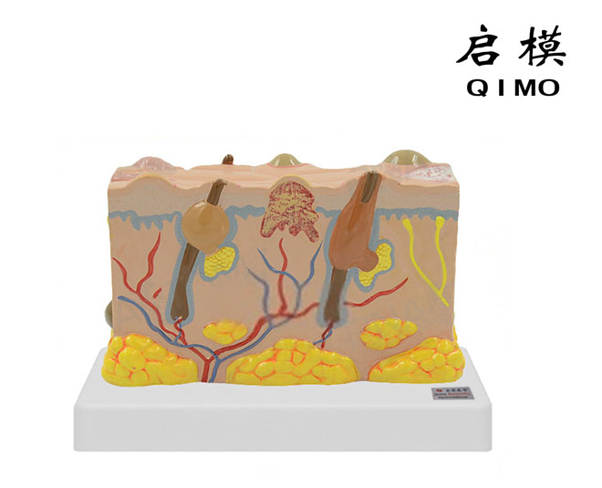 皮肤病变模型