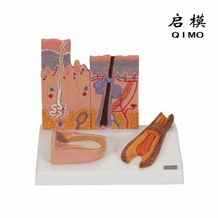 皮肤头发和指甲结构模型