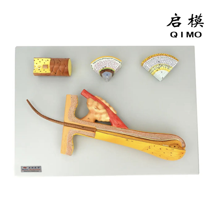 毛囊毛发解剖放大模型