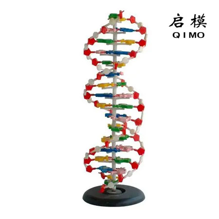DNA双螺旋结构模型