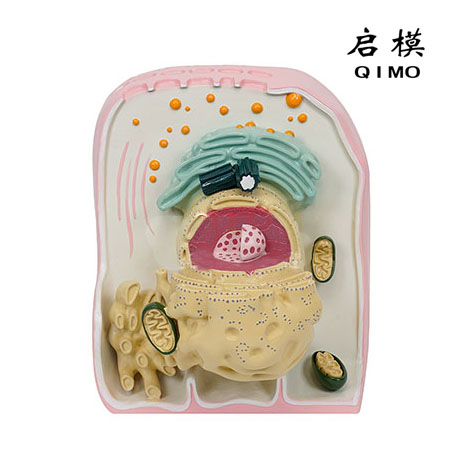 细胞超微立体结构模型