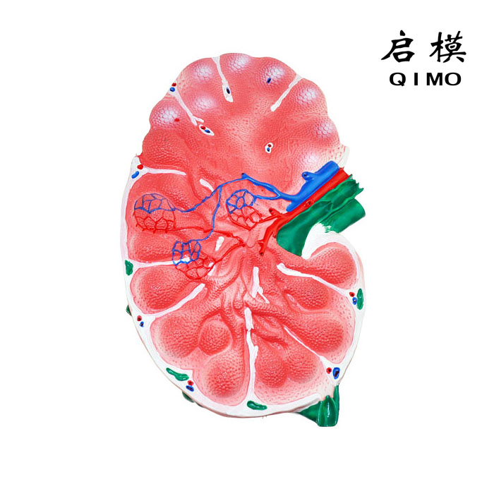 淋巴结放大模型