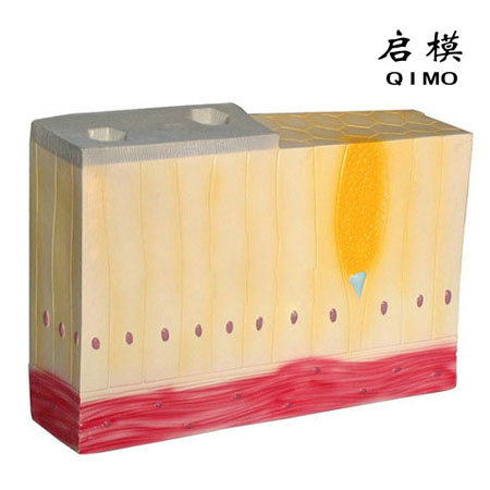 单层柱状上皮组织模型