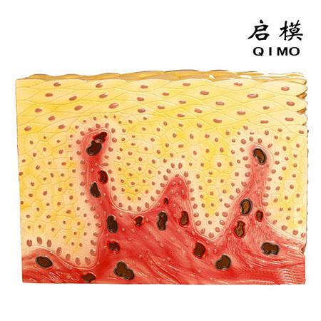 复层扁平上皮组织模型