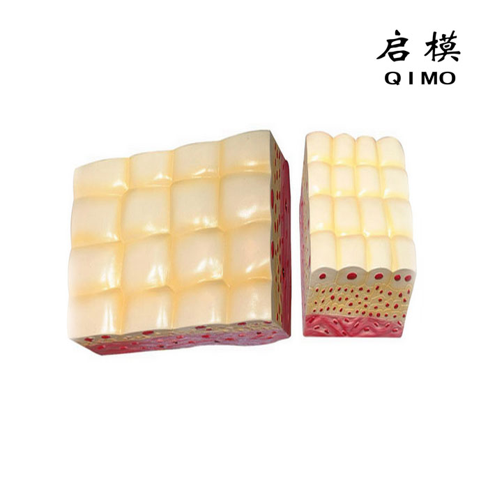 变移上皮组织模型