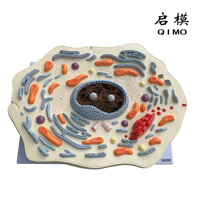 动物细胞亚显微结构模型