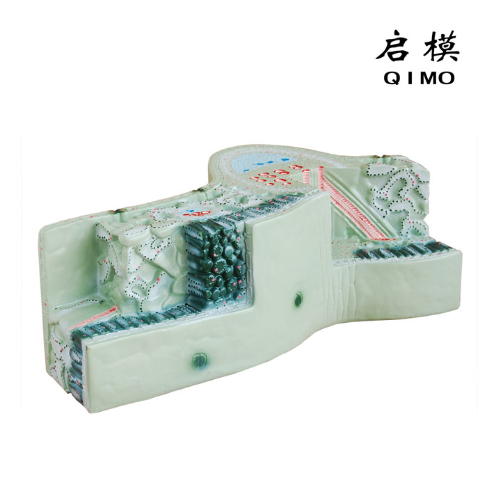叶构造模型
